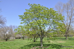 Aesculus pavia splendens — photo 2